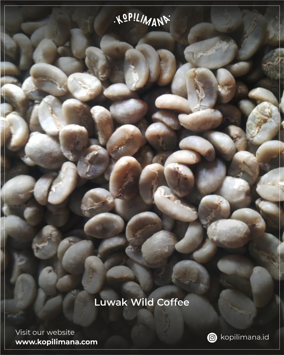 luwak-wild-cofee-new